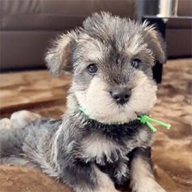 当犬舎について