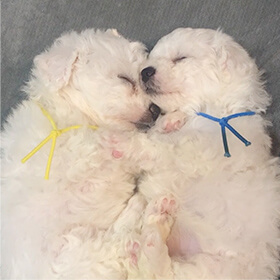 当犬舎について