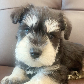 当犬舎について