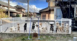 E.U KENNEL
